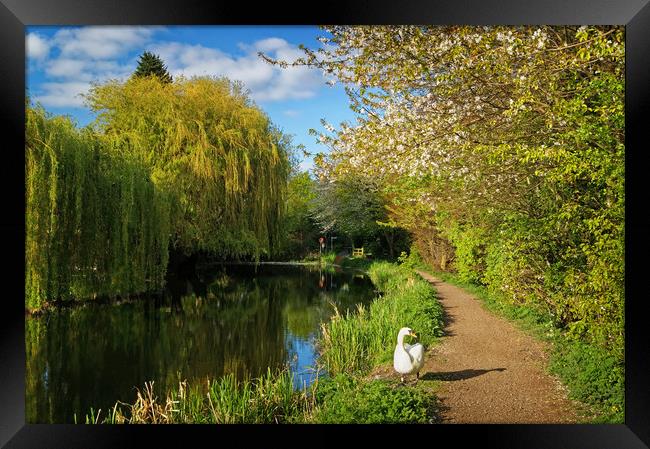 Elsecar Canal in Spring                     Framed Print by Darren Galpin