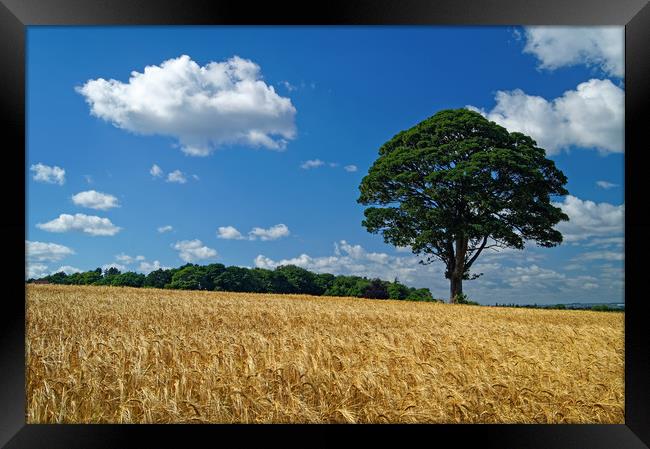 Barley Field and Lone Tree Framed Print by Darren Galpin