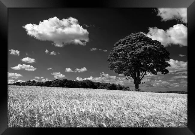 Barley Field and Lone Tree                         Framed Print by Darren Galpin