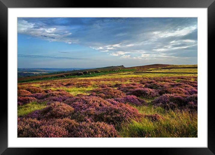 Heather around Over Owler Tor                      Framed Mounted Print by Darren Galpin