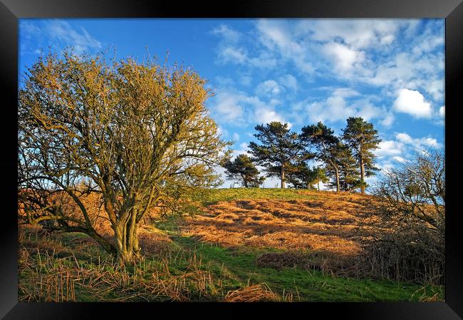 Colmers Hill                      Framed Print by Darren Galpin