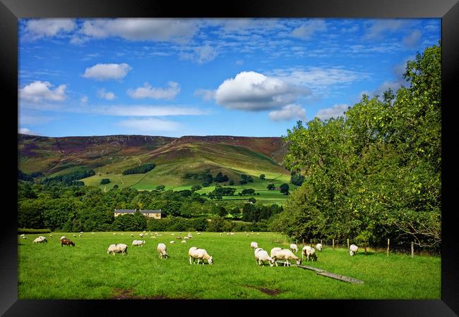 Sheep Grazing at Edale                             Framed Print by Darren Galpin