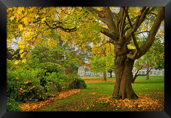 Sheffield Botanical Gardens in Autumn Framed Print by Darren Galpin
