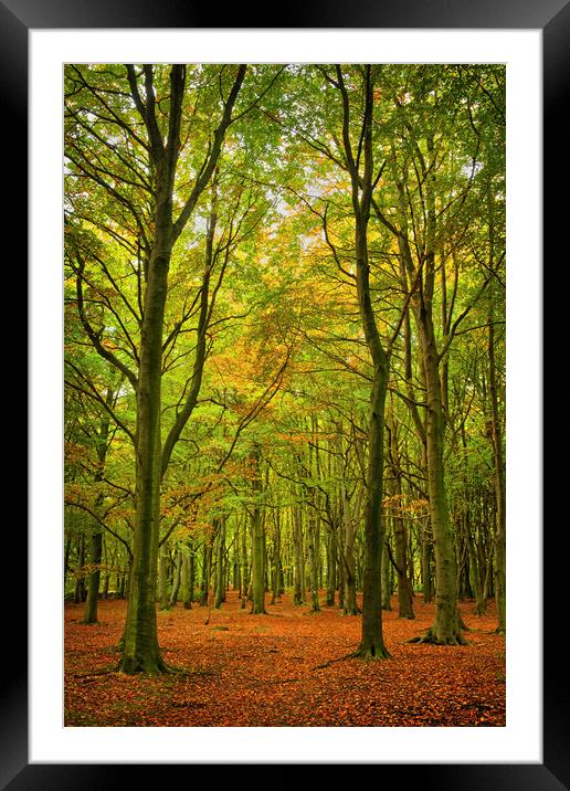Wombwell Wood in Autumn Framed Mounted Print by Darren Galpin