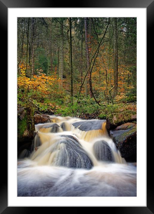 Wyming Brook in Autumn    Framed Mounted Print by Darren Galpin