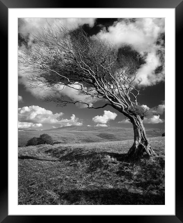 Hawthorn Tree on Prewley Moor Framed Mounted Print by Darren Galpin