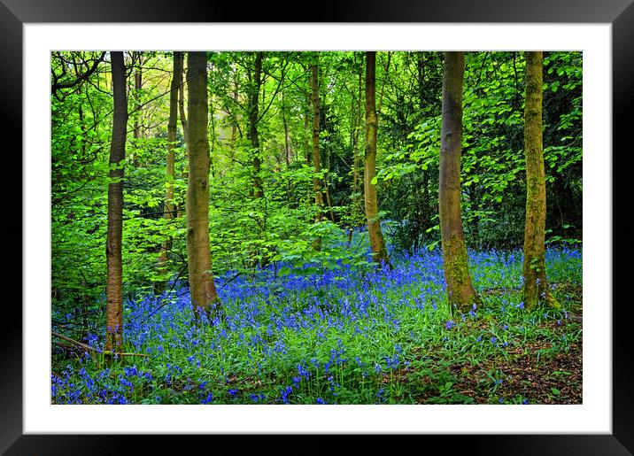 Bluebell Wood  Framed Mounted Print by Darren Galpin