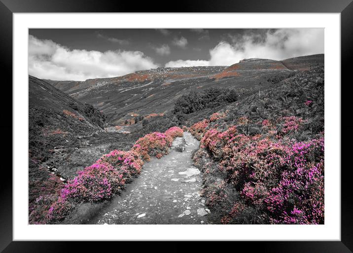 Grindsbrook heather Framed Mounted Print by Darren Galpin