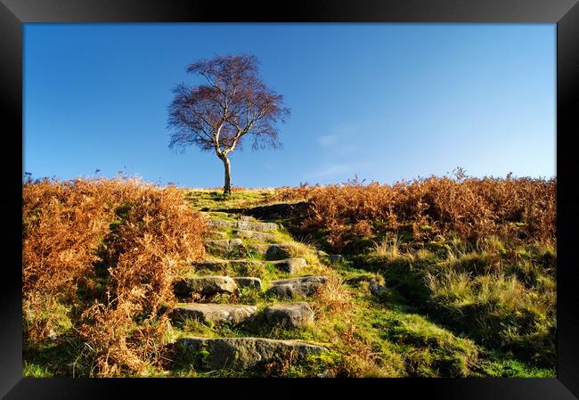 Lone Tree near Fox House  Framed Print by Darren Galpin