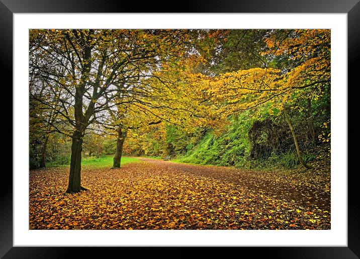 Yeovil Country Park Walk Framed Mounted Print by Darren Galpin