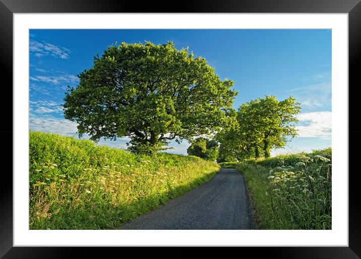 Somerset Country Lane Framed Mounted Print by Darren Galpin
