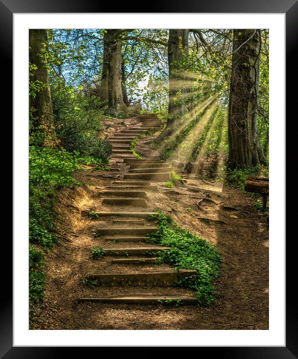 Woodland Staircase Framed Mounted Print by Darren Ball