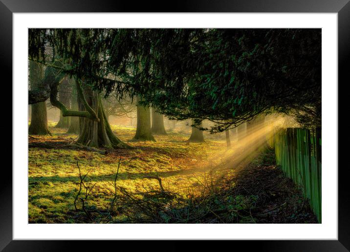 Beaming Framed Mounted Print by Darren Ball
