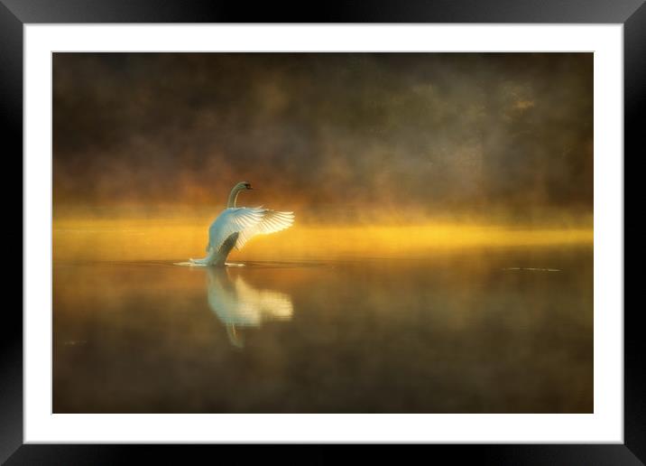 Swan Lake Framed Mounted Print by Darren Ball