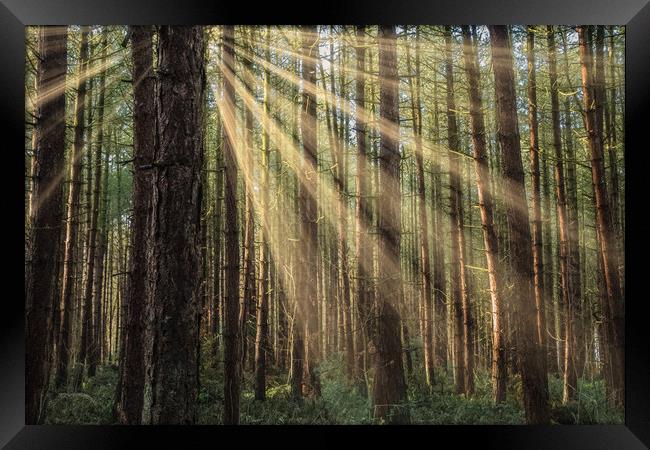 Sherwood Forest Framed Print by Darren Ball