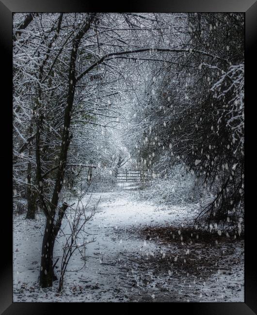 Snow is falling Framed Print by Darren Ball