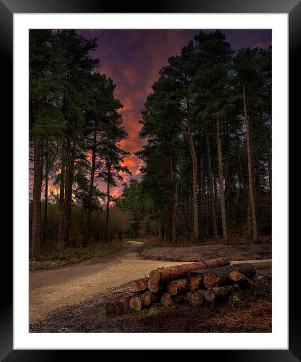 Woodland Sunset Framed Mounted Print by Darren Ball