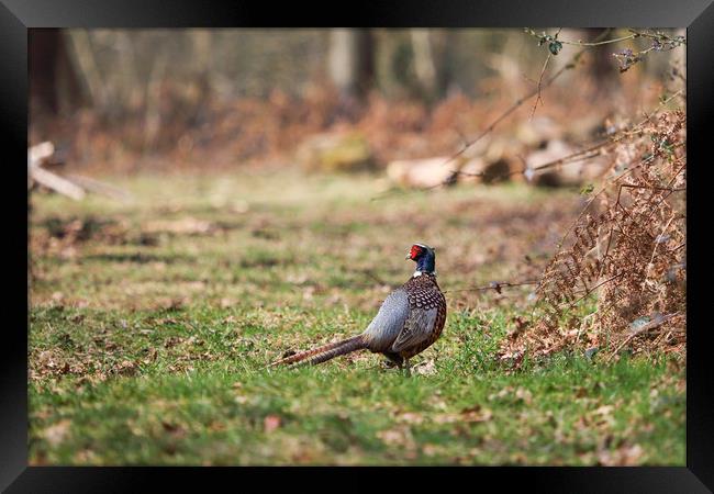 pheasant Framed Print by kevin murch