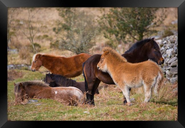 dartmoor ponies Framed Print by kevin murch