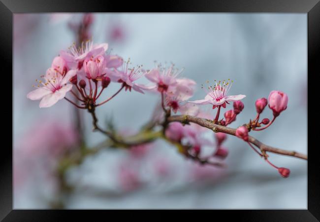 cherry blossom Framed Print by kevin murch