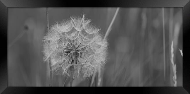 the goats beard seed head Framed Print by kevin murch