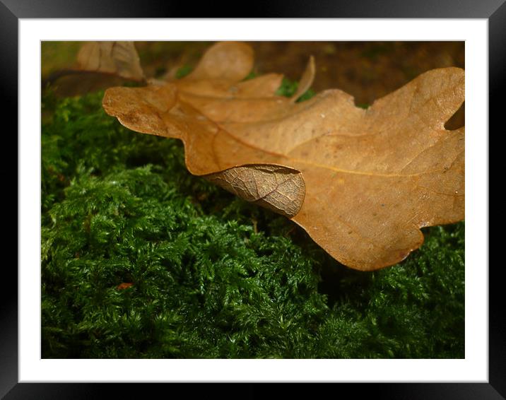 Autumn contrast Framed Mounted Print by Tim O Driscoll