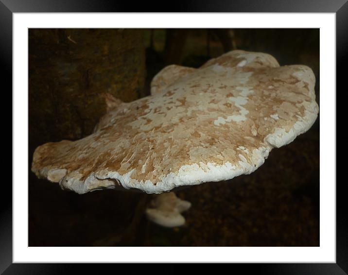 Dead Tree Fungus Framed Mounted Print by Tim O Driscoll