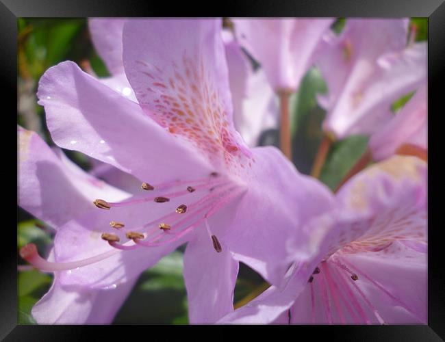 Rhododendron Framed Print by Tim O Driscoll