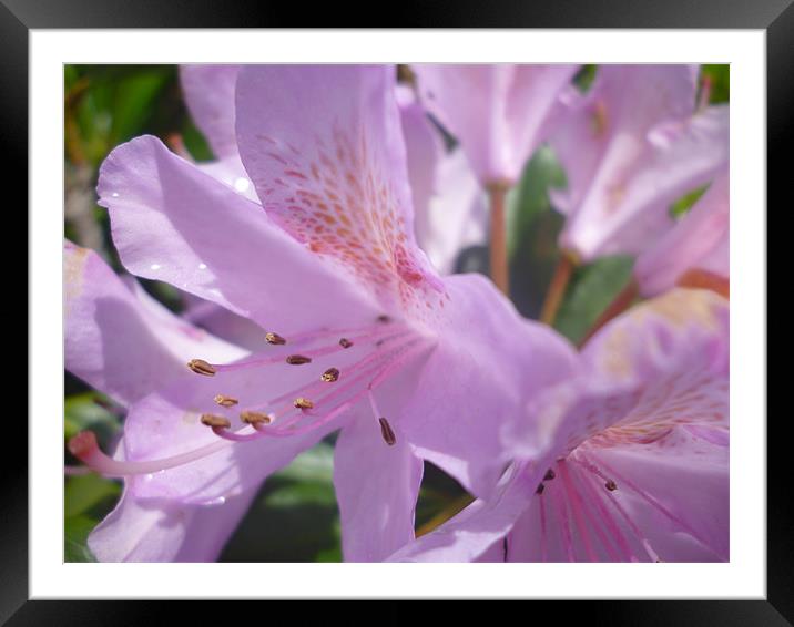 Rhododendron Framed Mounted Print by Tim O Driscoll