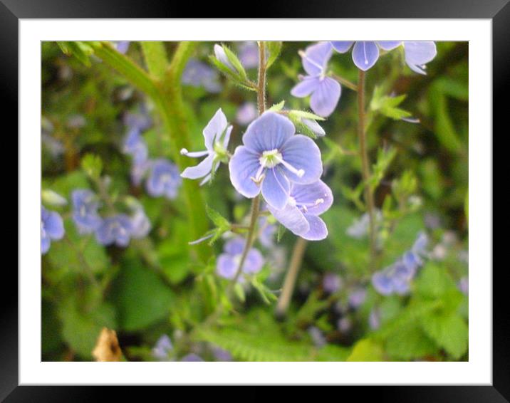 Blue flower Framed Mounted Print by Tim O Driscoll