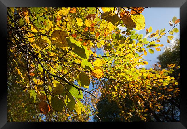 Autumn Colours Framed Print by Mark Kendrick
