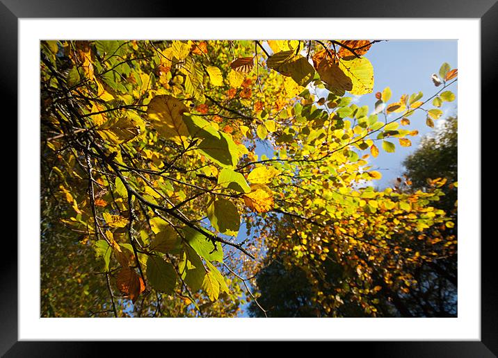 Autumn Colours Framed Mounted Print by Mark Kendrick