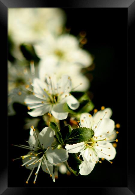 Apple Flower Close Up Framed Print by Mark Kendrick