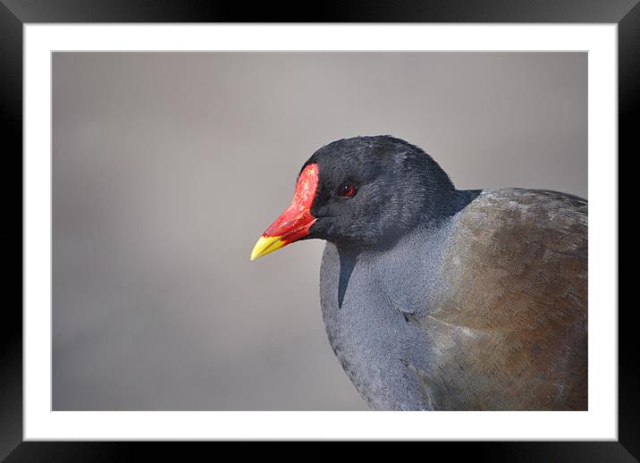 Gorgeous Red Beak Duck Framed Mounted Print by nicholas mordecai