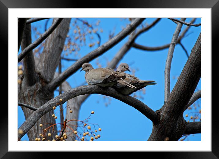 Doves in love Framed Mounted Print by Barry Foote