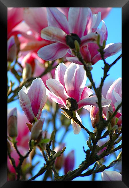 Magnolia (Magnolia soulangeana) Framed Print by Paul Judge