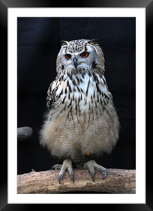 Indian Eagle Owl Framed Mounted Print by Paul Judge