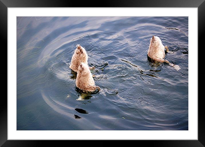 Cygnets synchronised swimming Framed Mounted Print by Paul Judge