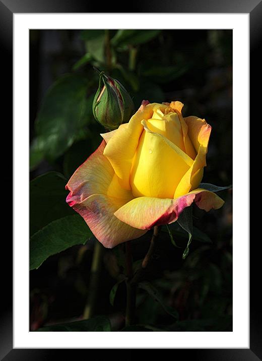 Yellow Rose Framed Mounted Print by Paul Judge