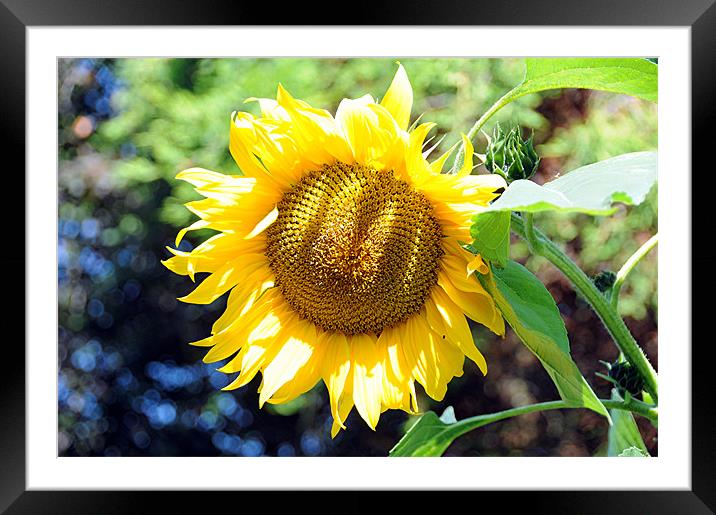Sunflower Framed Mounted Print by Paul Judge