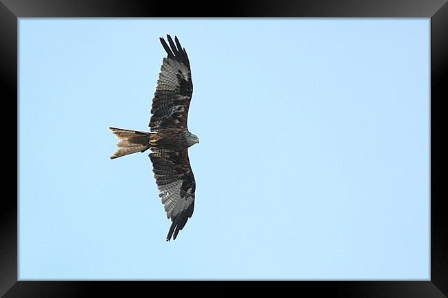 Red Kite against a blue sky Framed Print by Paul Judge
