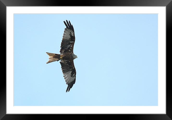 Red Kite against a blue sky Framed Mounted Print by Paul Judge