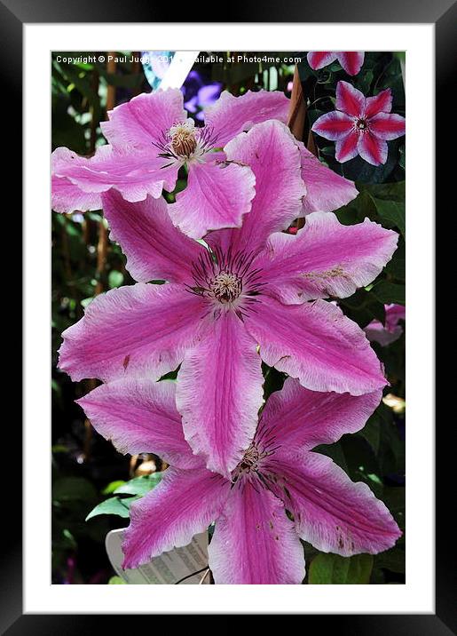  Clematis Piilu Framed Mounted Print by Paul Judge