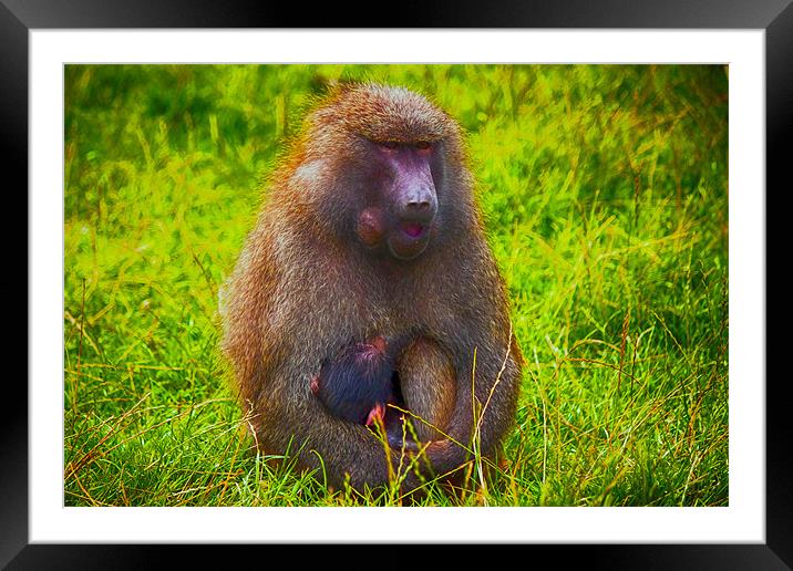 Baboon and Baby Framed Mounted Print by paul jenkinson