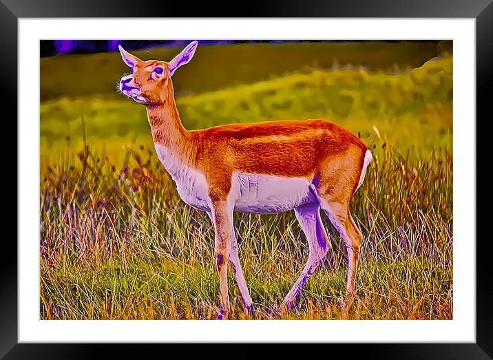 Deer Alert Framed Mounted Print by paul jenkinson