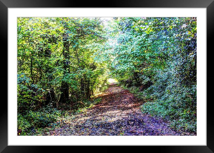 Lincolnshire Woods Framed Mounted Print by paul jenkinson