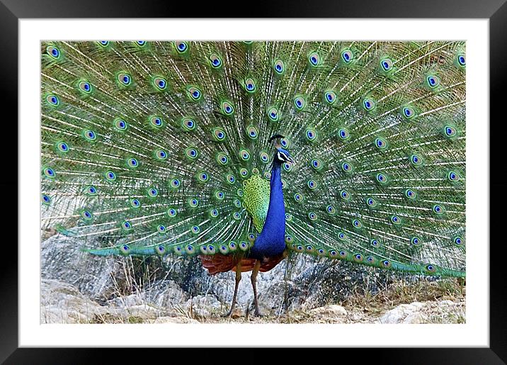 Peacock in full Display Framed Mounted Print by Norwyn Cole