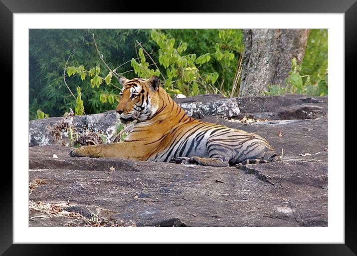 Tiger Resting Framed Mounted Print by Norwyn Cole