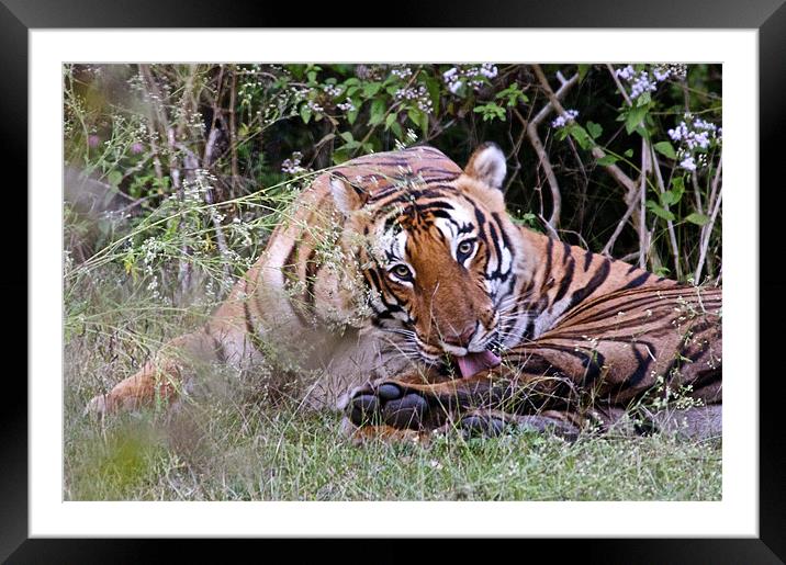 Tiger keeping an eye Framed Mounted Print by Norwyn Cole