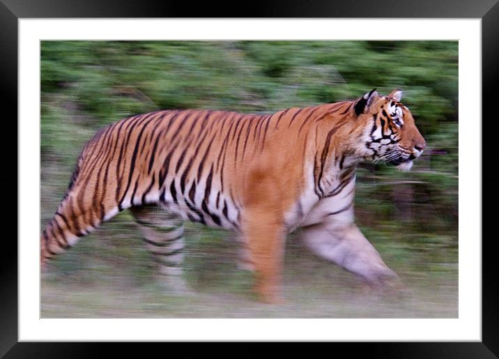 Running tiger Framed Mounted Print by Norwyn Cole